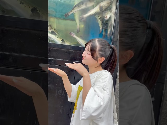 たてに泳ぐフグとアイドルのワチャチャ #アイドル #会心ノ一撃 #ほのぼの動画