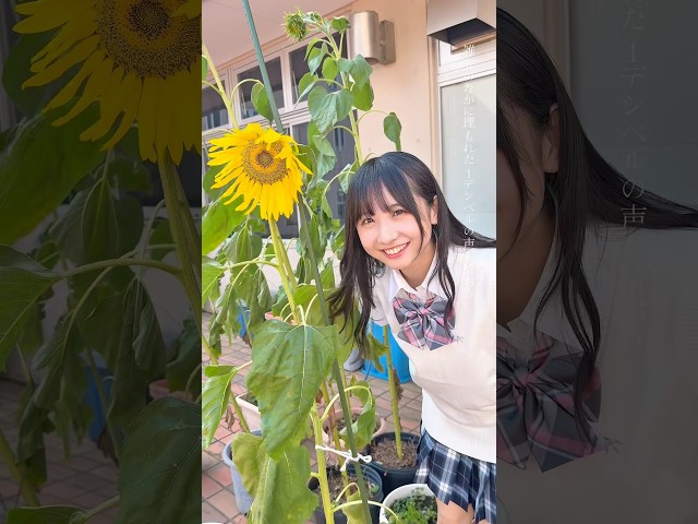 【莉時雨】【Devil ANTHEM.】#安藤楓 ver☀️